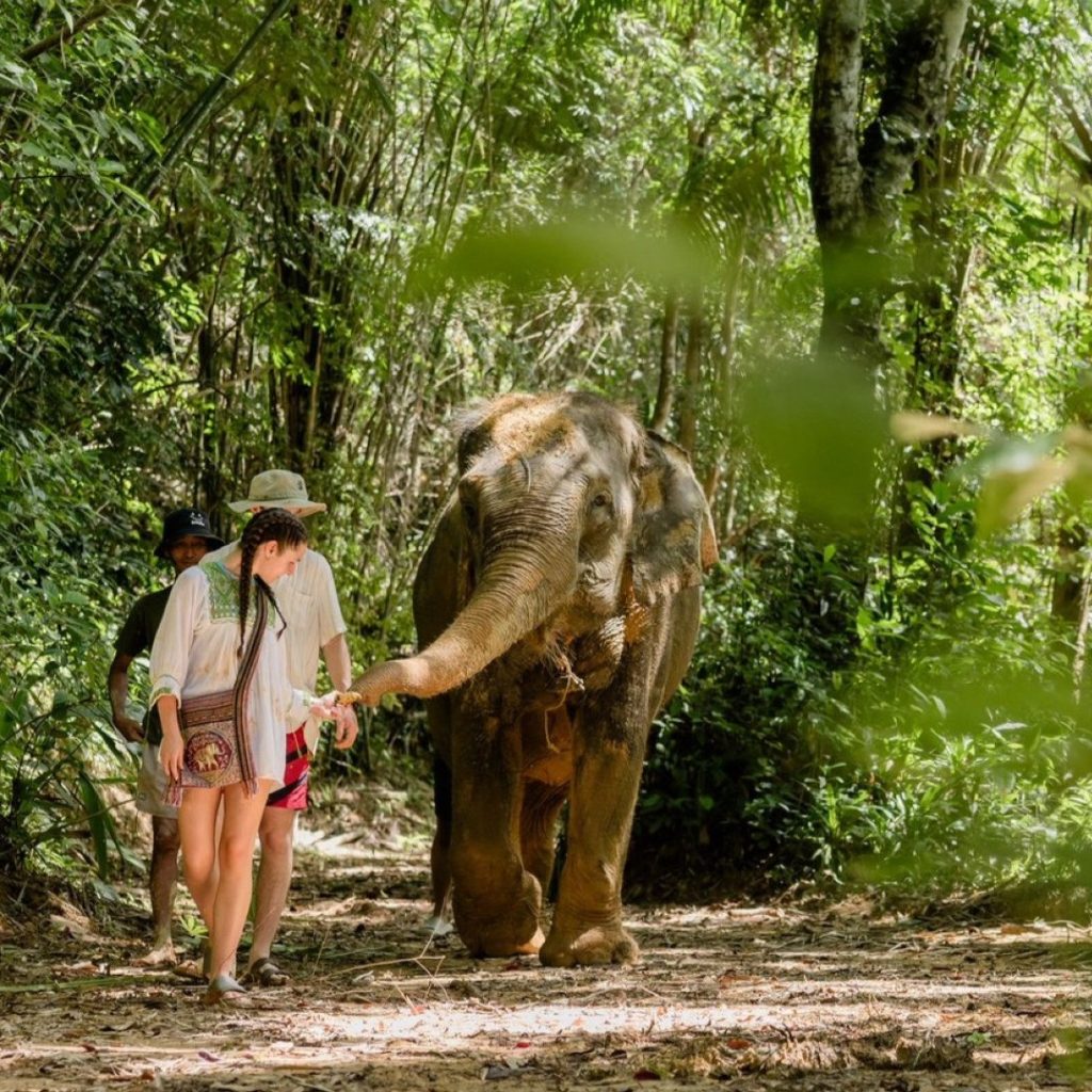 Guest walking with a rescued elephant at an ethical sanctuary in Khao Lak, Thailand