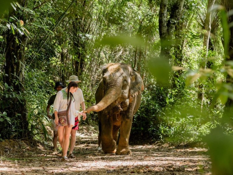 Guest walking with a rescued elephant at an ethical sanctuary in Khao Lak, Thailand