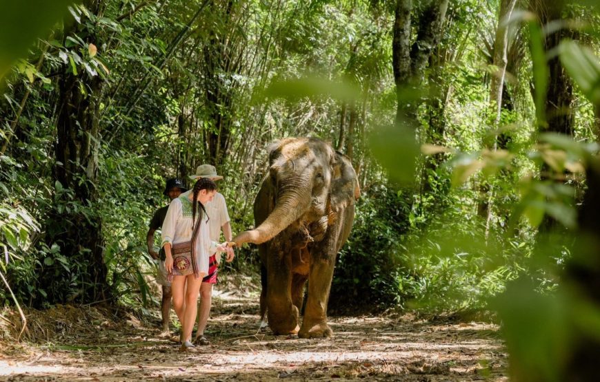 Khao Lak Ethical Elephant Sanctuary Observation Experience
