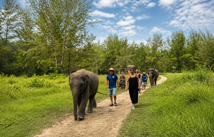 Khao Lak Elephant Experience