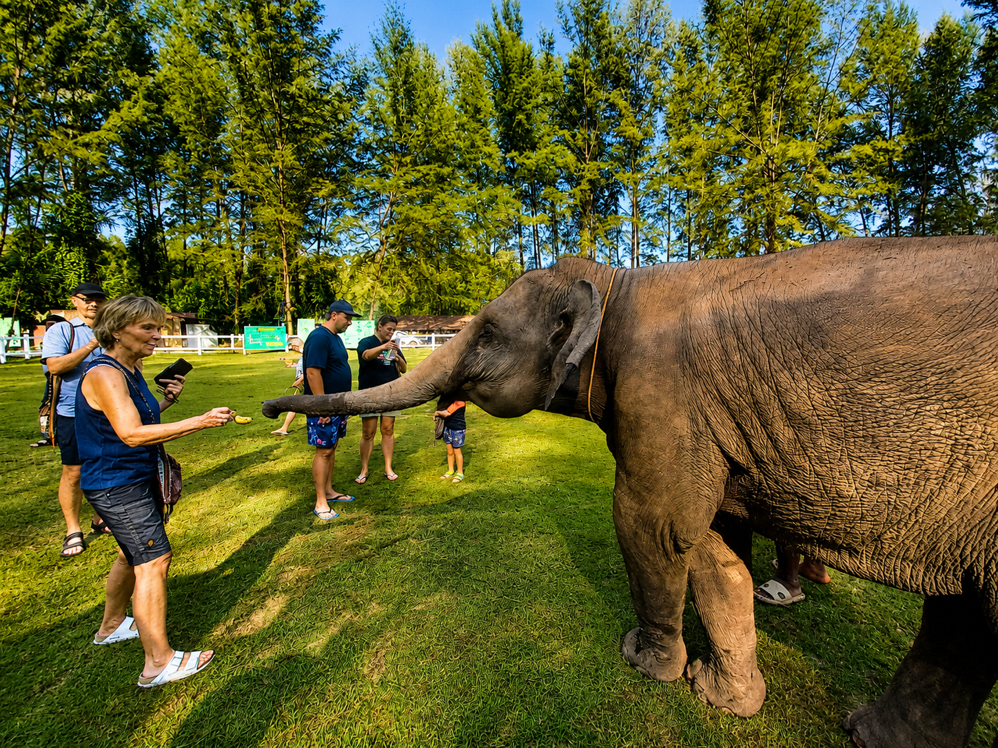 Prepare Food & Feed the Elephants
