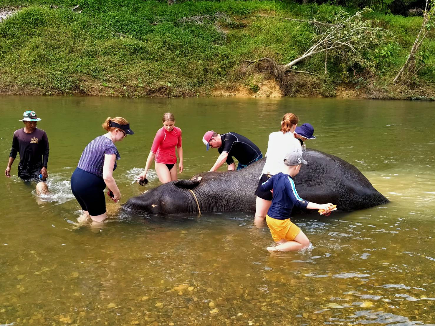 Elephant Bathing Experience