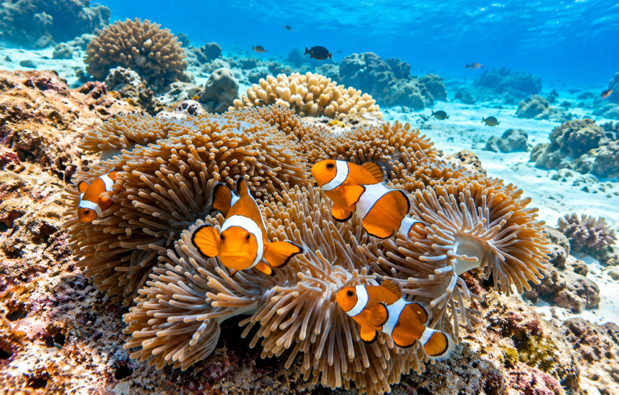 Similan Islands Snorkeling Day Tour