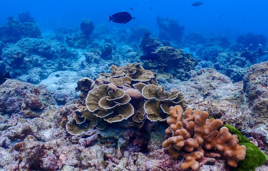 Similan Islands Snorkeling Day Tour