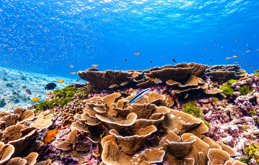 Similan Islands Snorkeling Day Tour