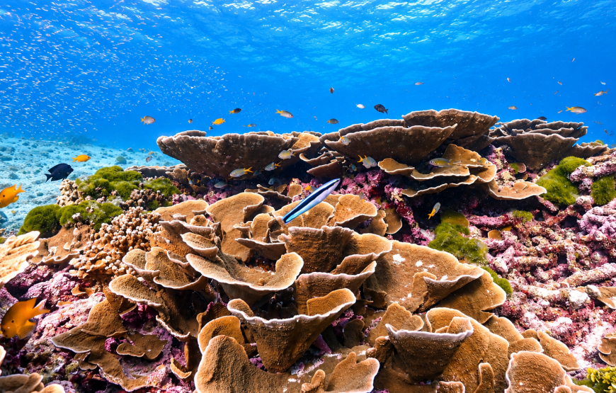Similan Islands Snorkeling Day Tour