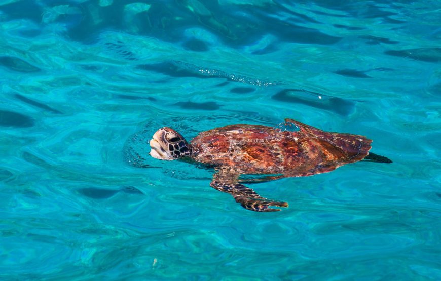 Similan Islands Snorkeling Day Tour