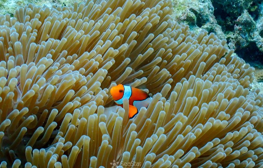 Surin Island Day Trip