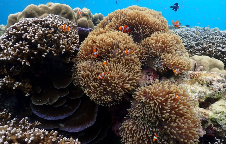 Surin Island Day Trip