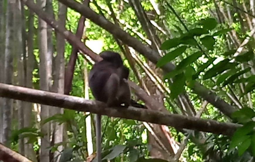 From Khao Lak: Khao Sok Jungle Trek, Bamboo Rafting & Sunset Wildlife Tour