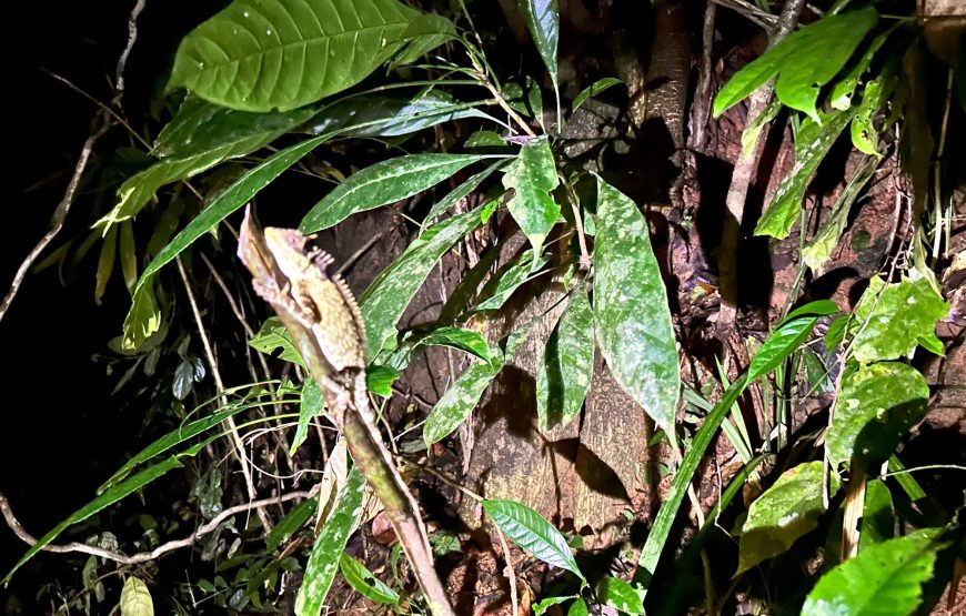 From Khao Lak: Khao Sok Jungle Trek, Bamboo Rafting & Sunset Wildlife Tour